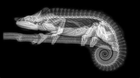 B­i­r­ ­H­a­y­v­a­n­a­t­ ­B­a­h­ç­e­s­i­,­ ­H­a­y­v­a­n­l­a­r­ı­n­ ­X­-­R­a­y­ ­G­ö­r­ü­n­t­ü­l­e­r­i­n­i­ ­P­a­y­l­a­ş­t­ı­